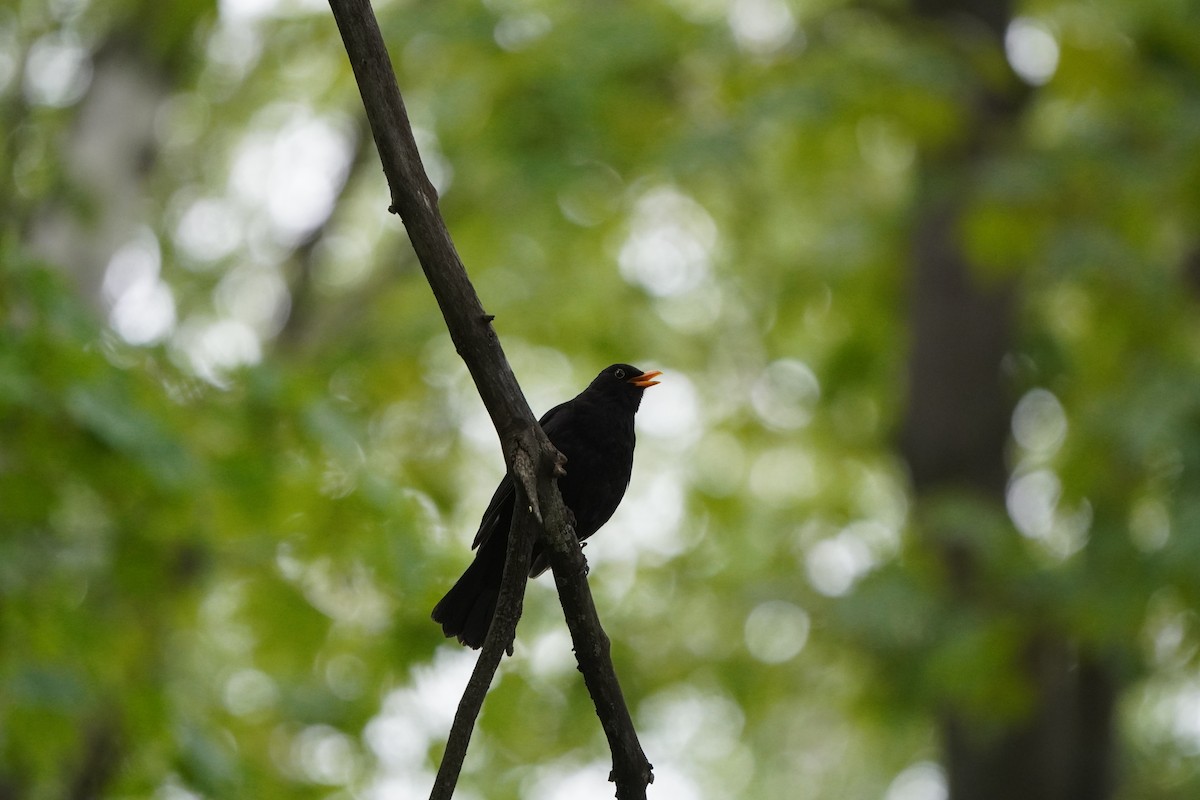 Eurasian Blackbird - ML619352791