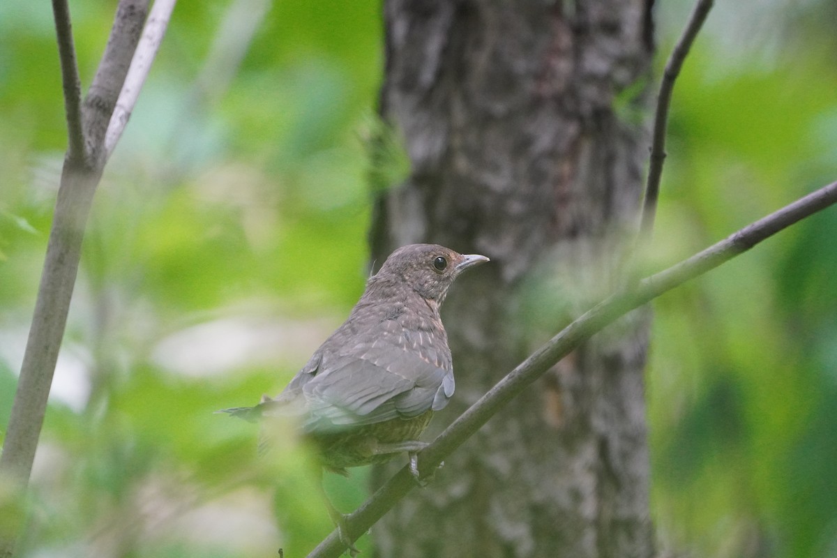 Amsel - ML619352792