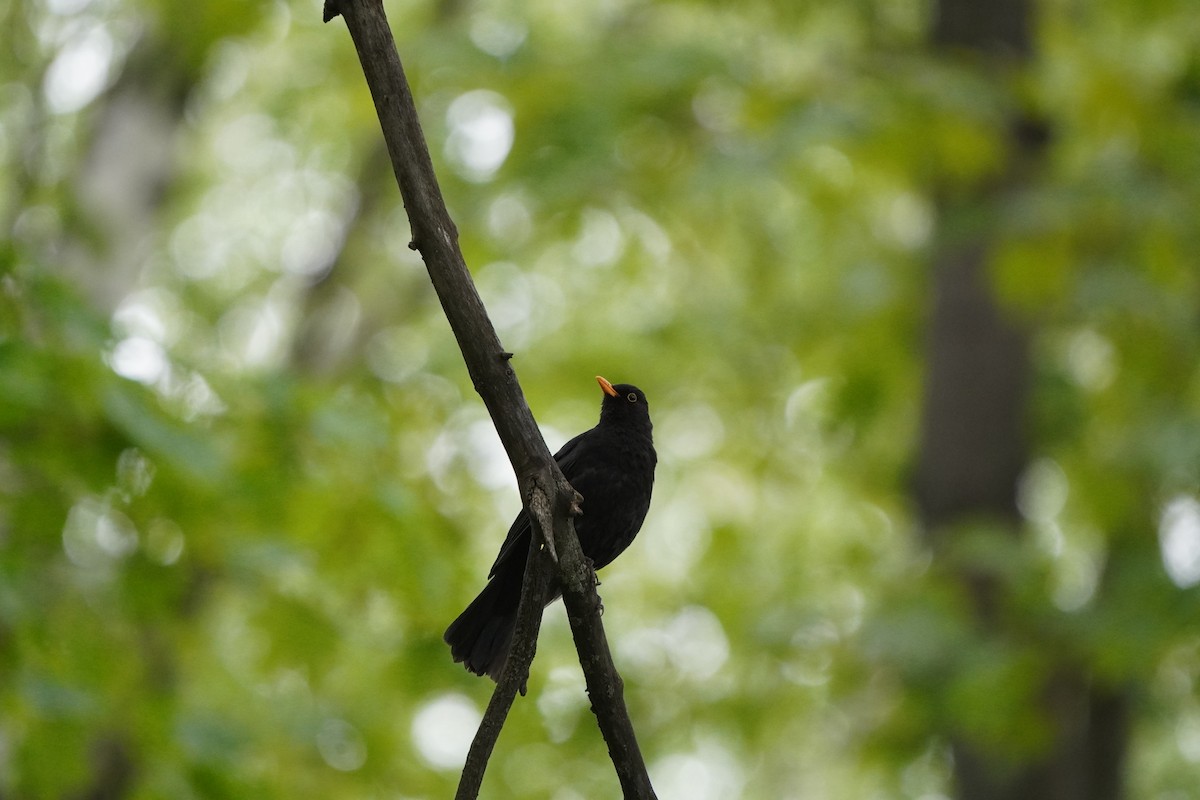 Eurasian Blackbird - ML619352793