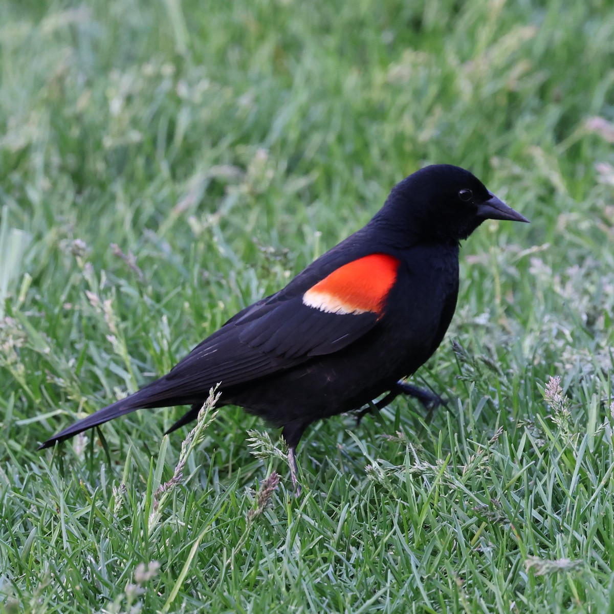 Red-winged Blackbird (Red-winged) - WELLINGTON MACHADO