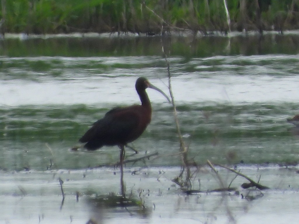 White-faced Ibis - Mary Trombley