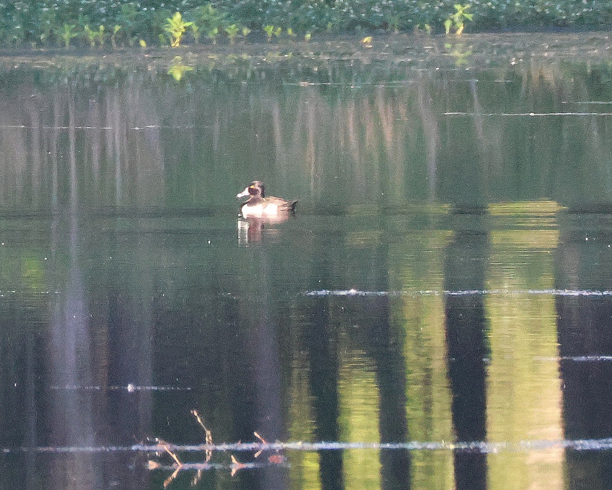 Ring-necked Duck - ML619352841