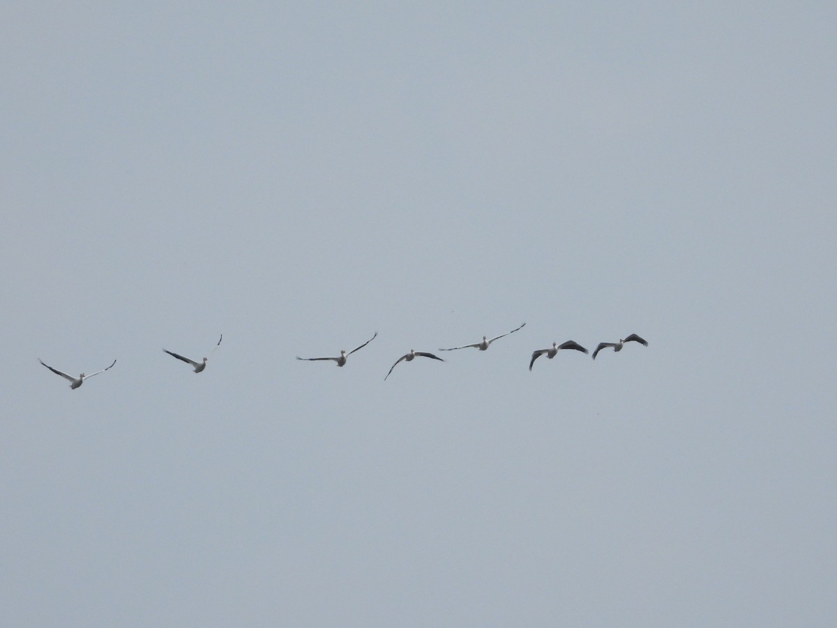 American White Pelican - Mary Trombley