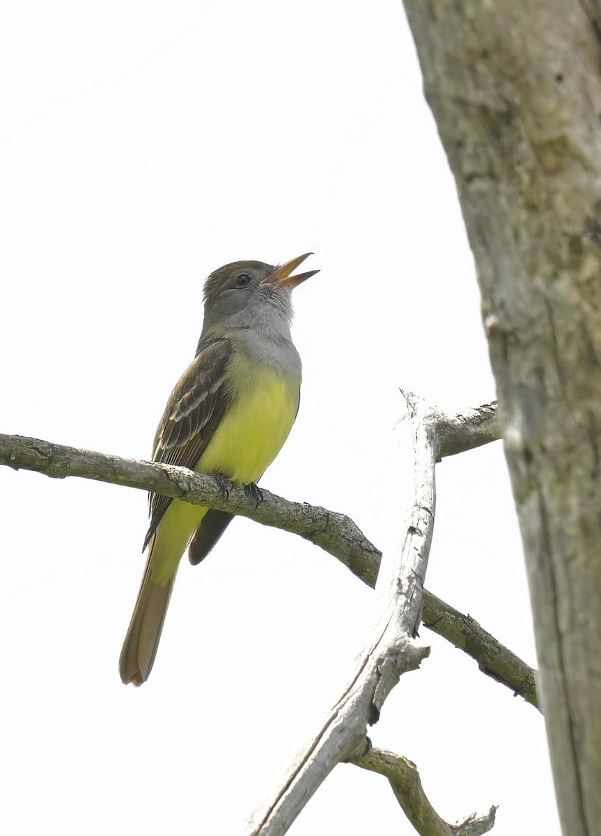 Great Crested Flycatcher - Eric Titcomb