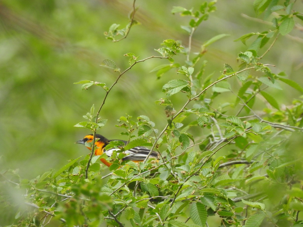 Bullock's Oriole - T B