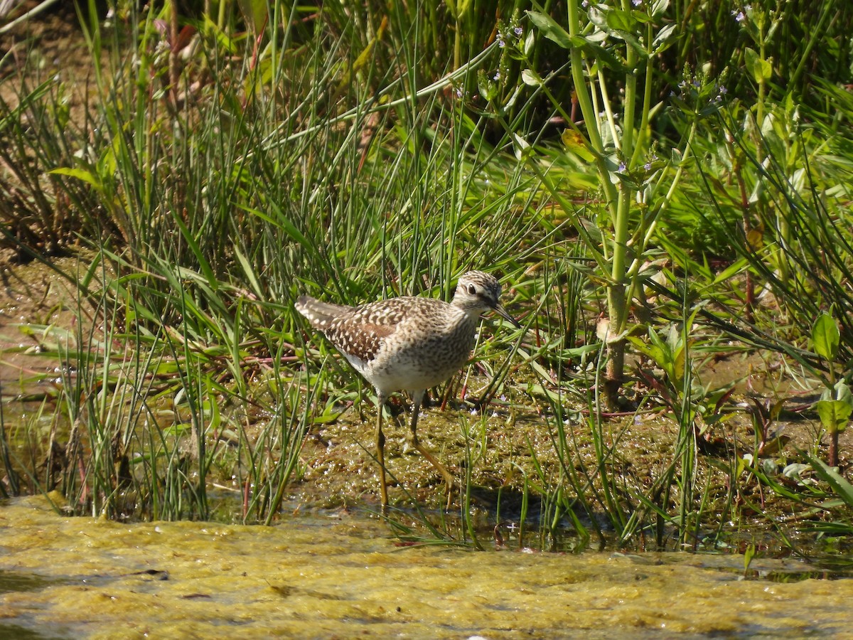 Wood Sandpiper - Siniša Vodopija