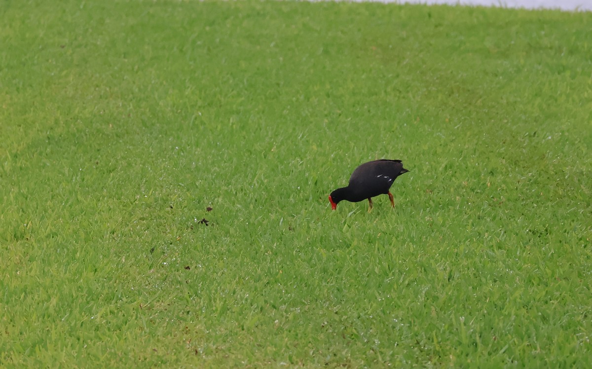 Common Gallinule (Hawaiian) - ML619352869