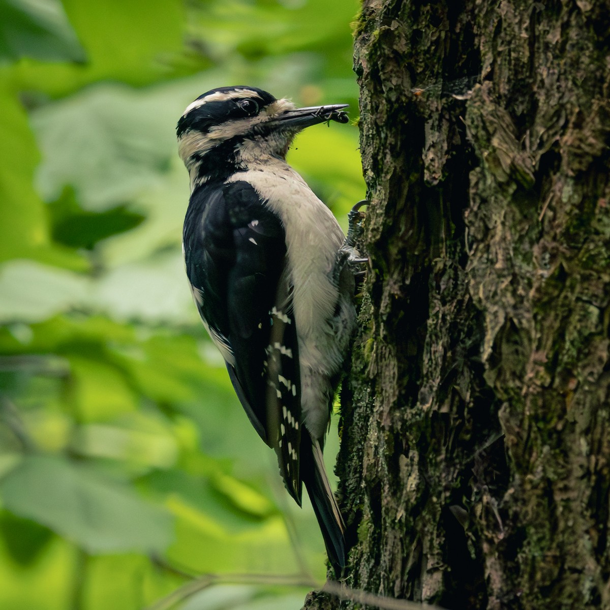 Hairy Woodpecker - Bernie Rissmiller