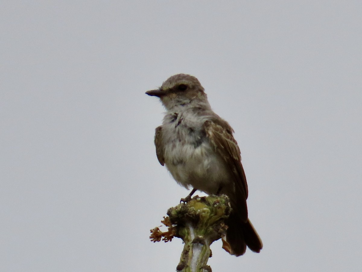 Vermilion Flycatcher - Babs Buck