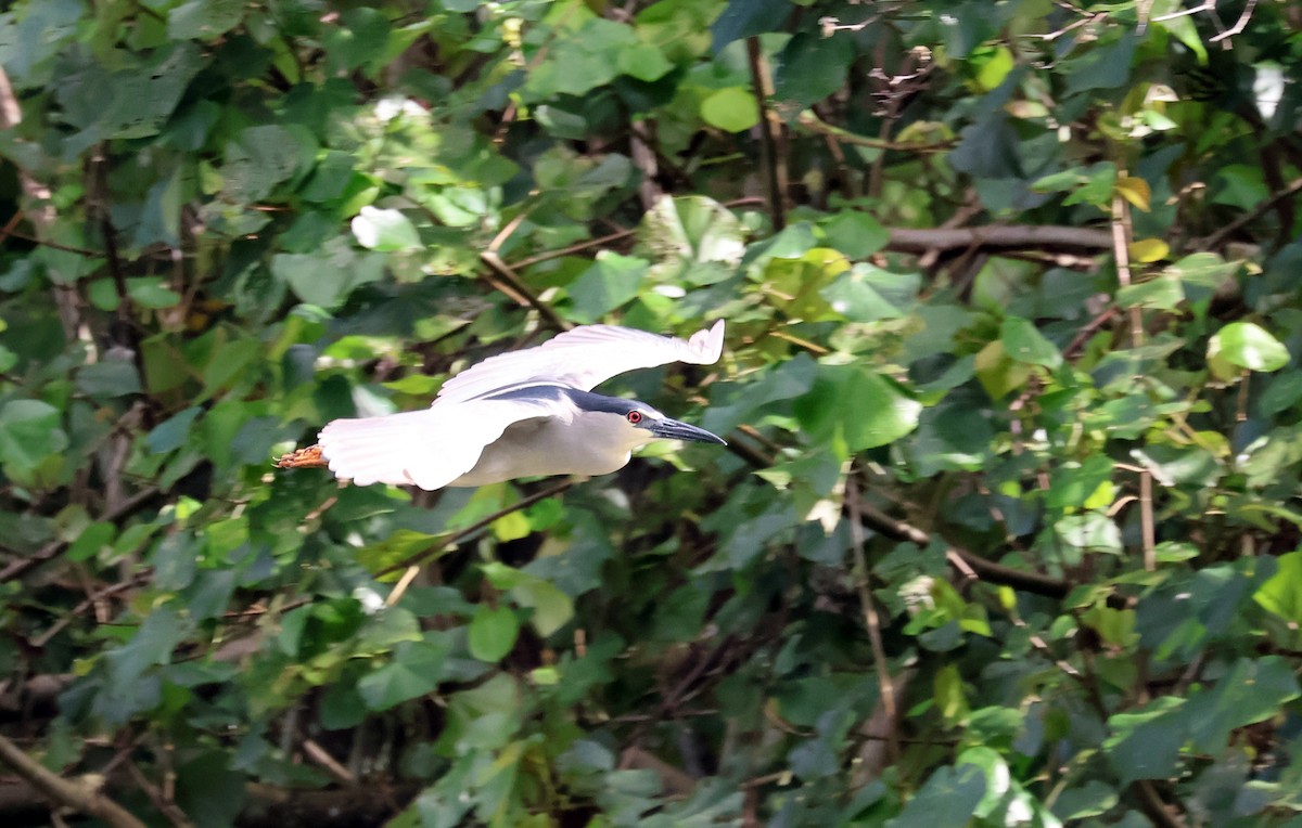 Black-crowned Night Heron - ML619352878