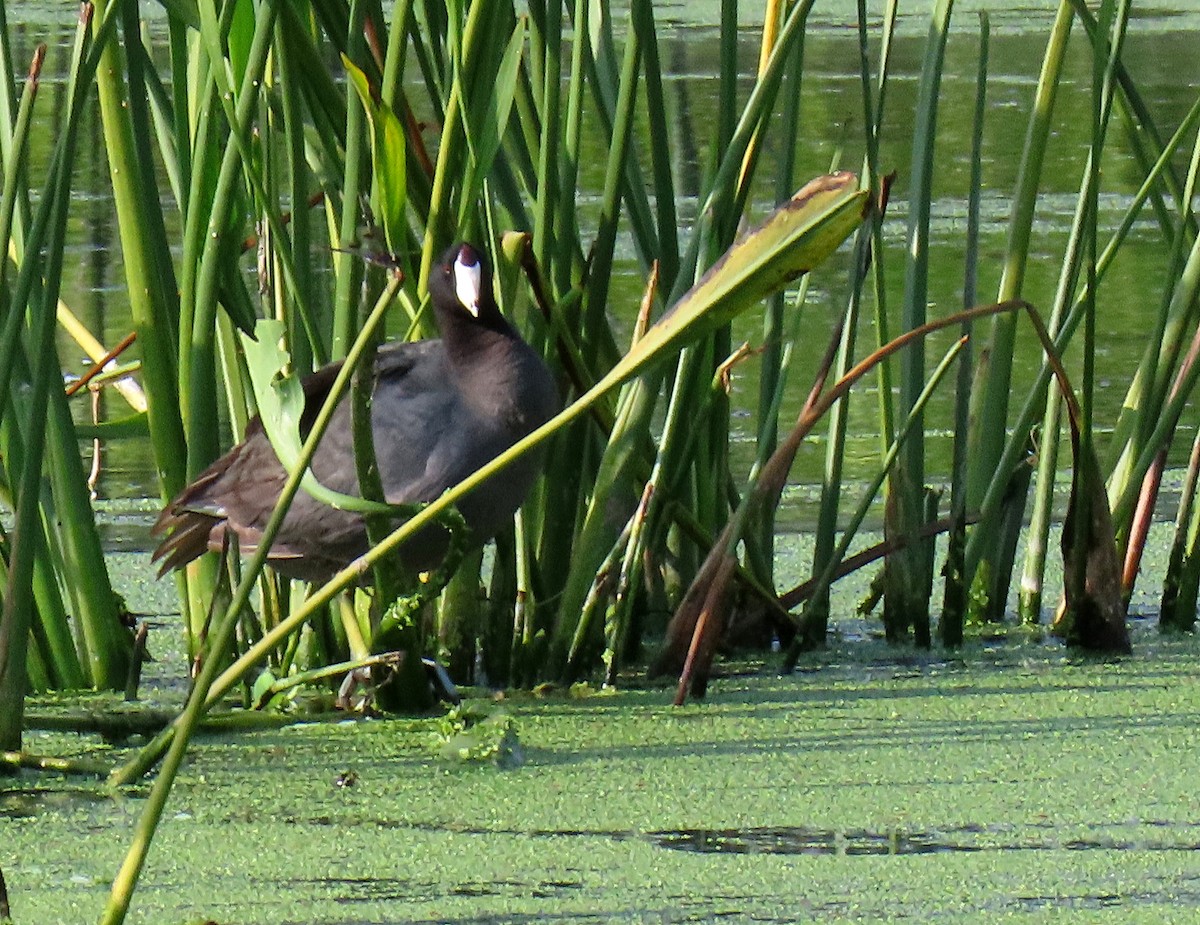 American Coot - ML619352882