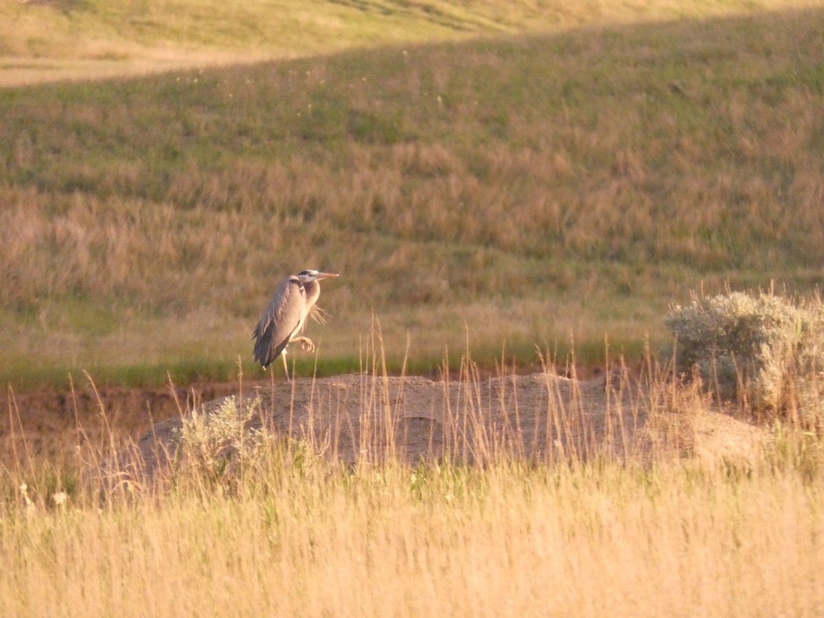 Great Blue Heron - Wesley McGee