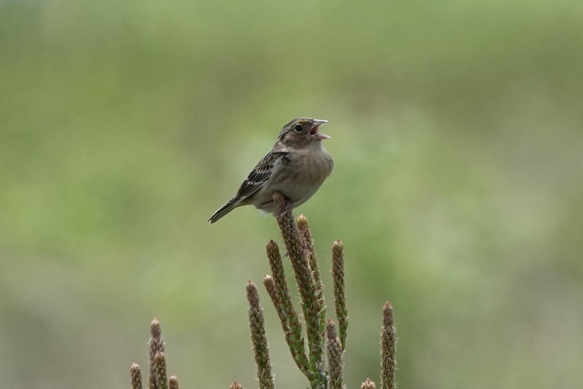 Grasshopper Sparrow - ML619352895