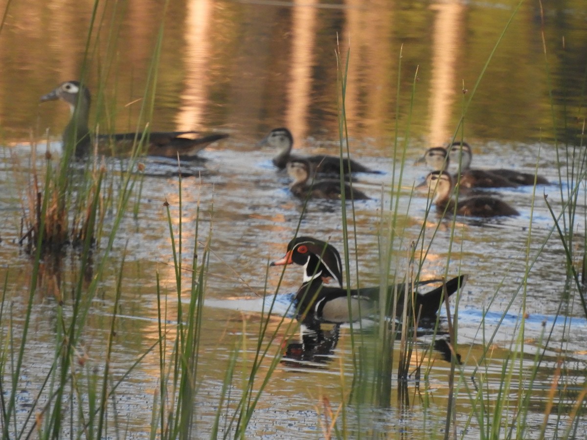 Wood Duck - Ben Springer