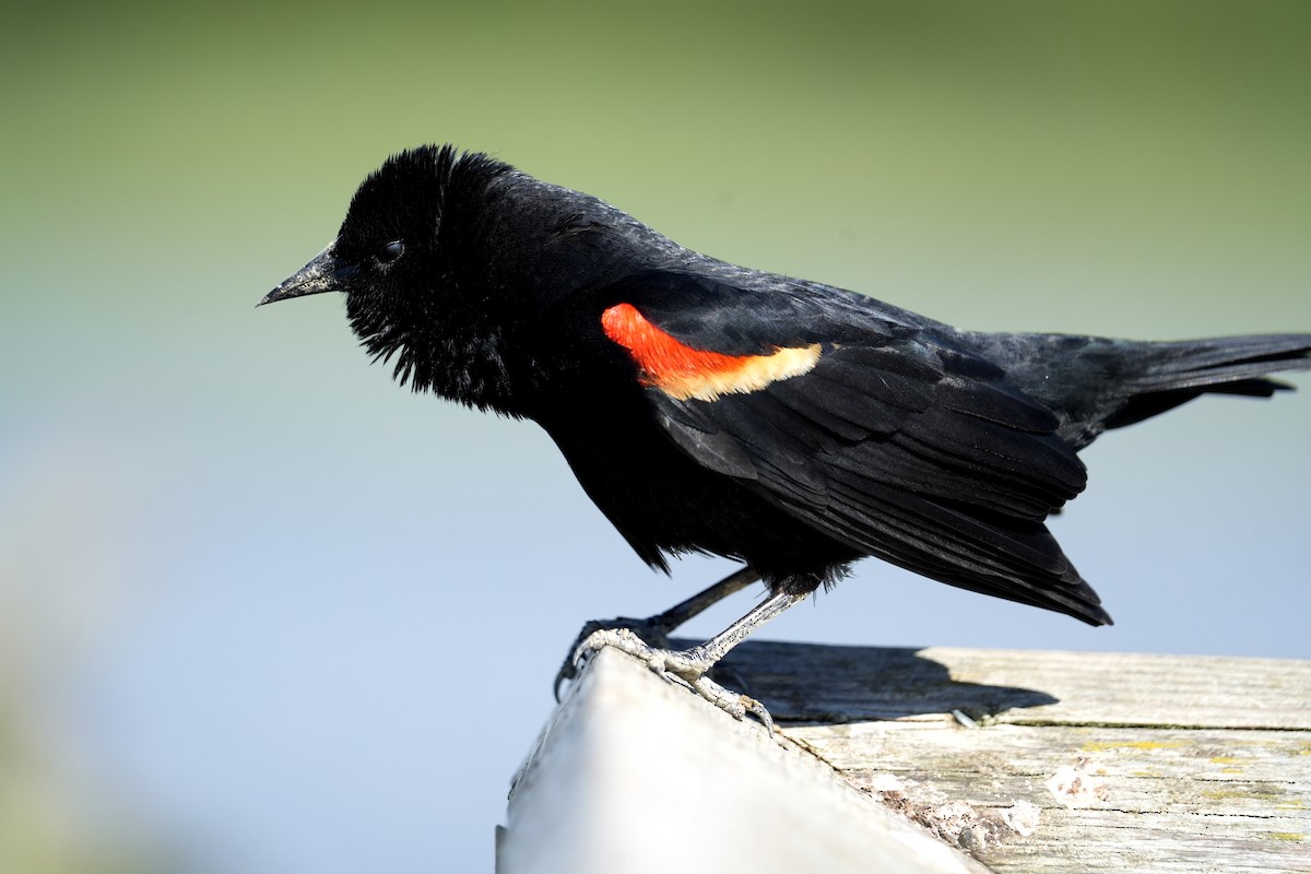 Red-winged Blackbird - Derek Etherton