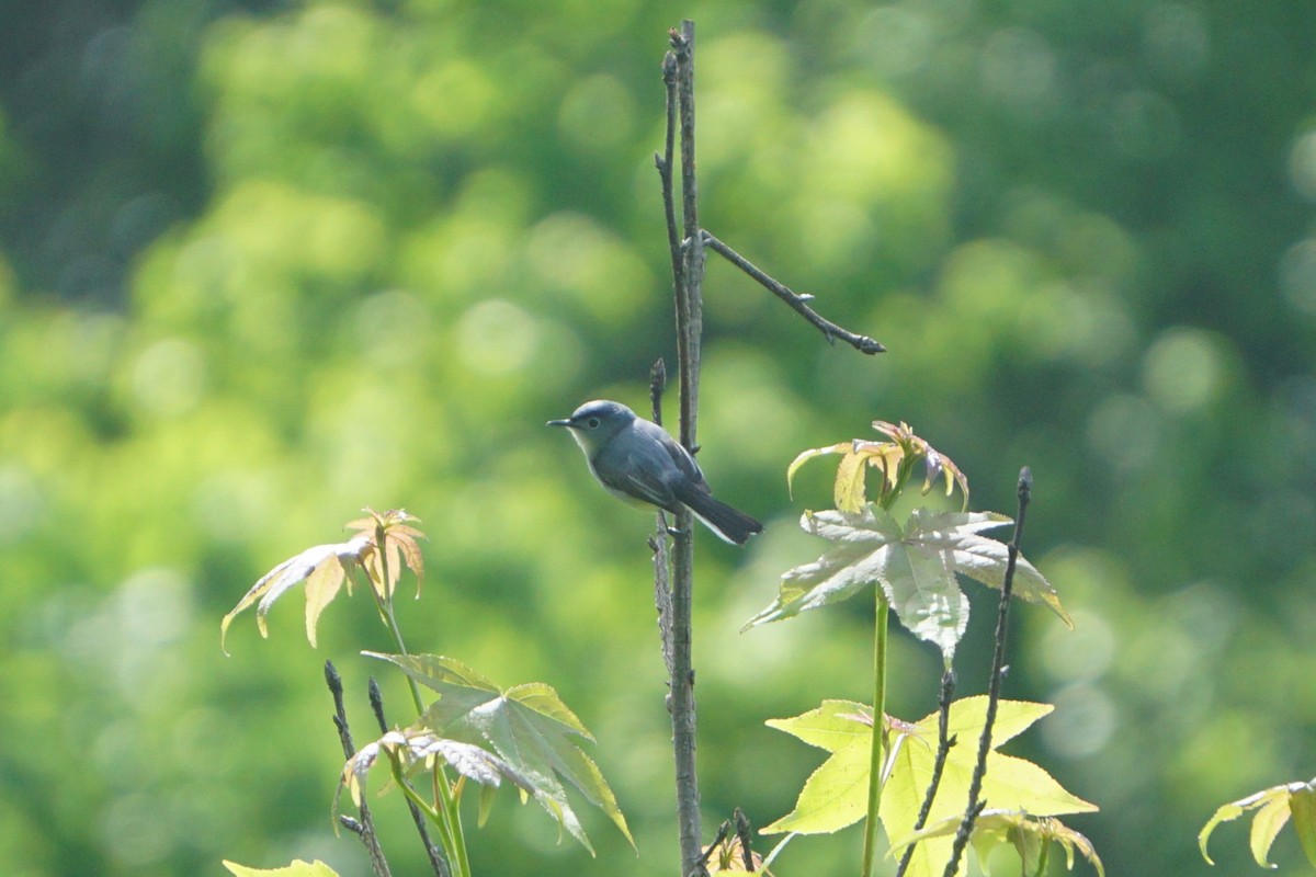 Blue-gray Gnatcatcher - Mark Songer