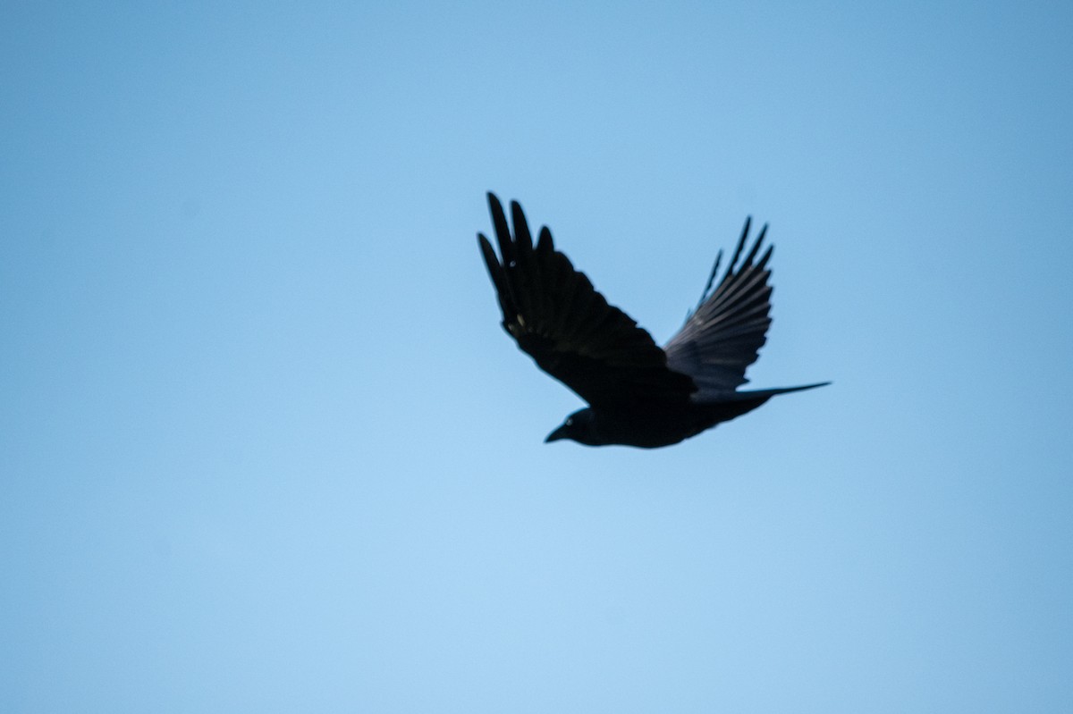 Australian Raven - Richard Littauer