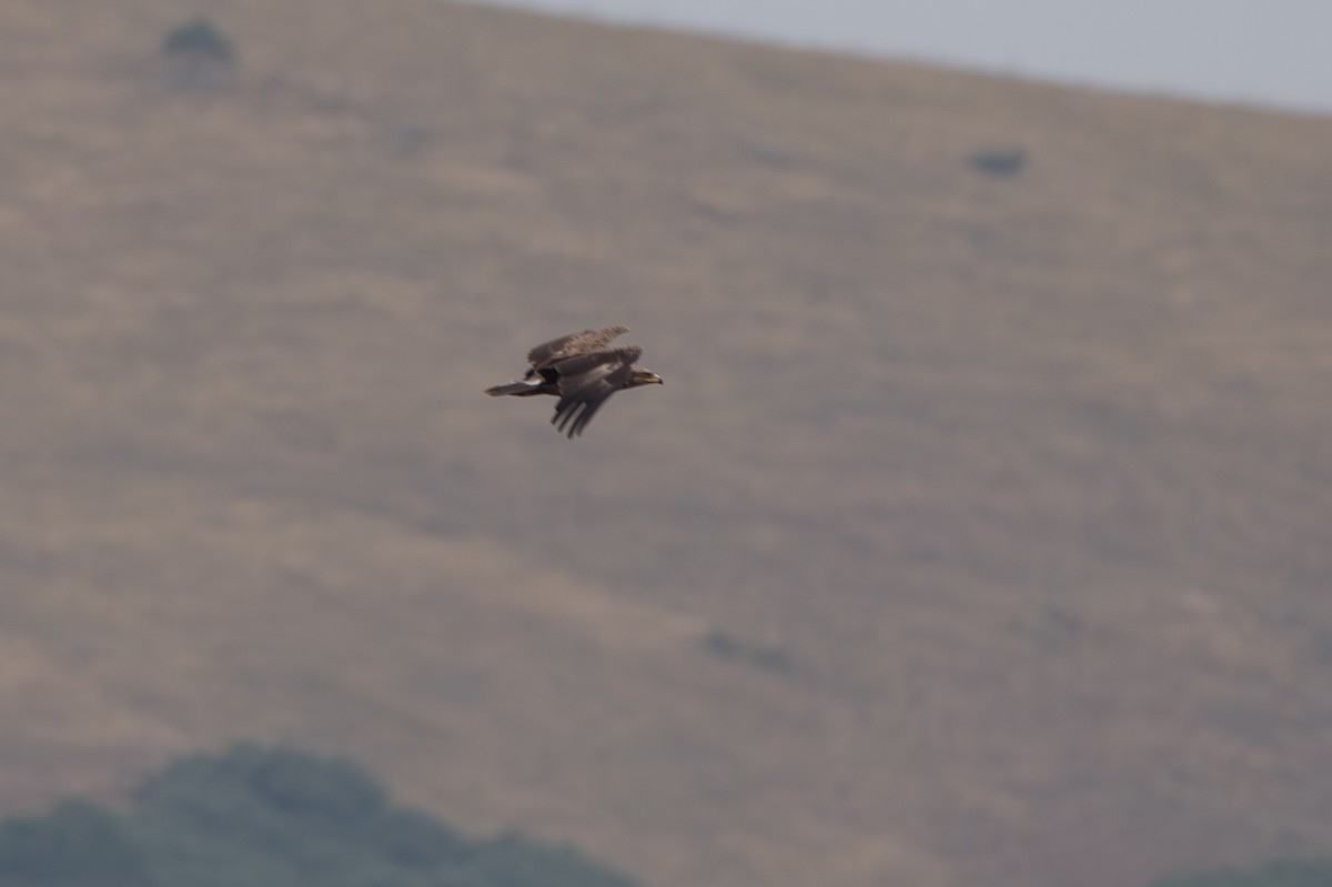 Lesser Spotted Eagle - ML619352955