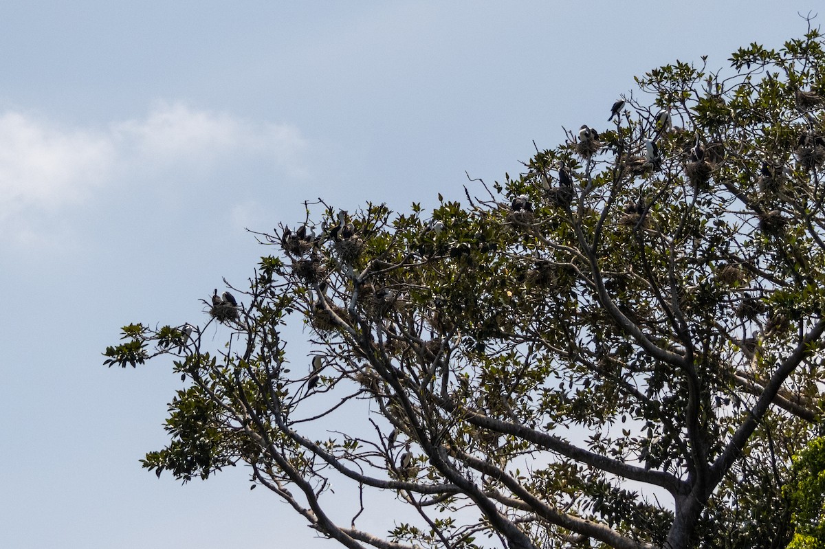 Pied Cormorant - Richard Littauer