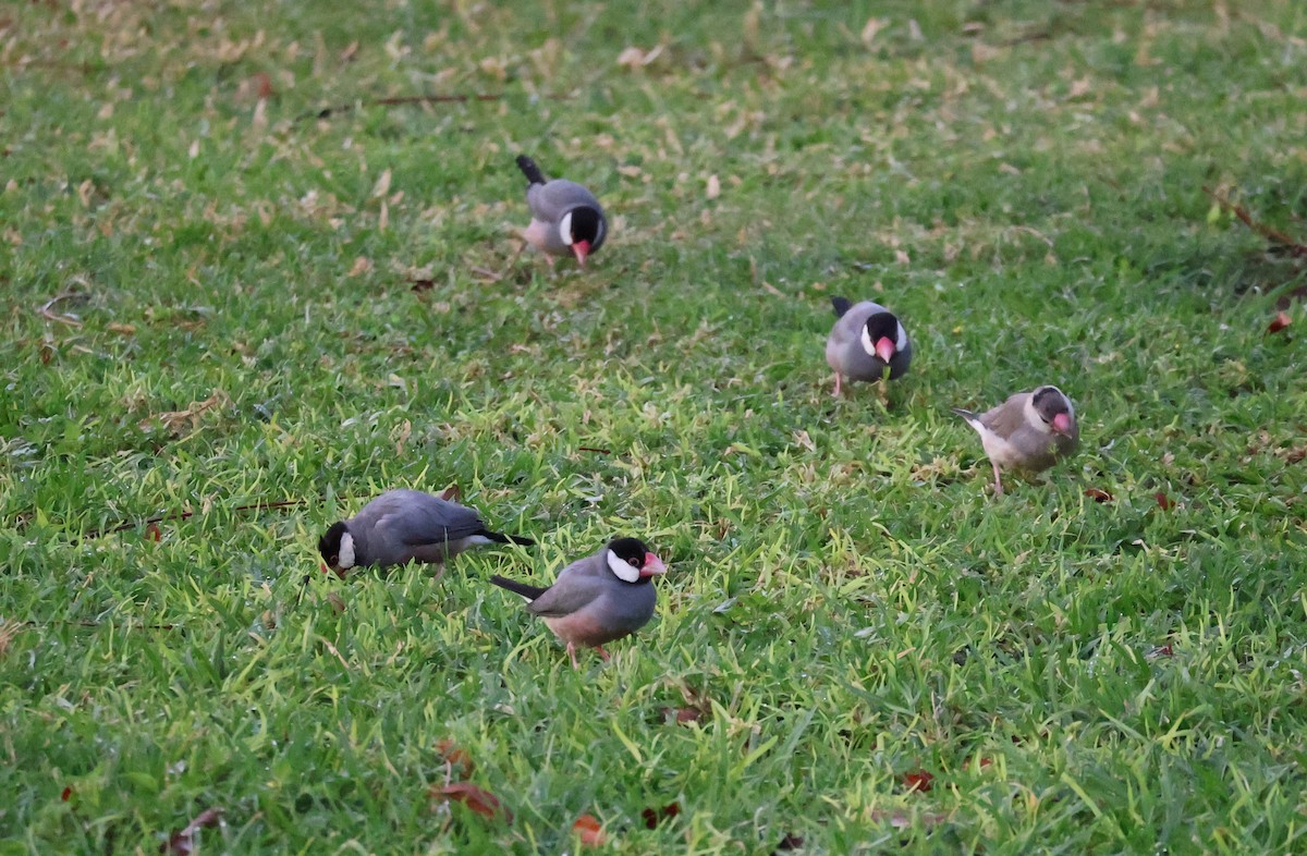 Java Sparrow - ML619352964