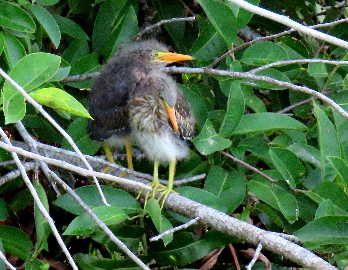 Green Heron - Linda  Fell