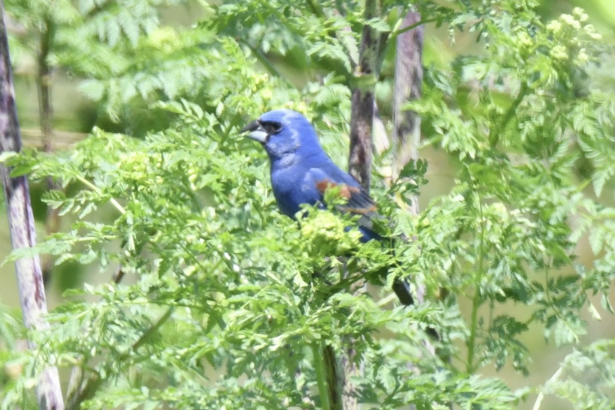 Blue Grosbeak - Lauren Wadas