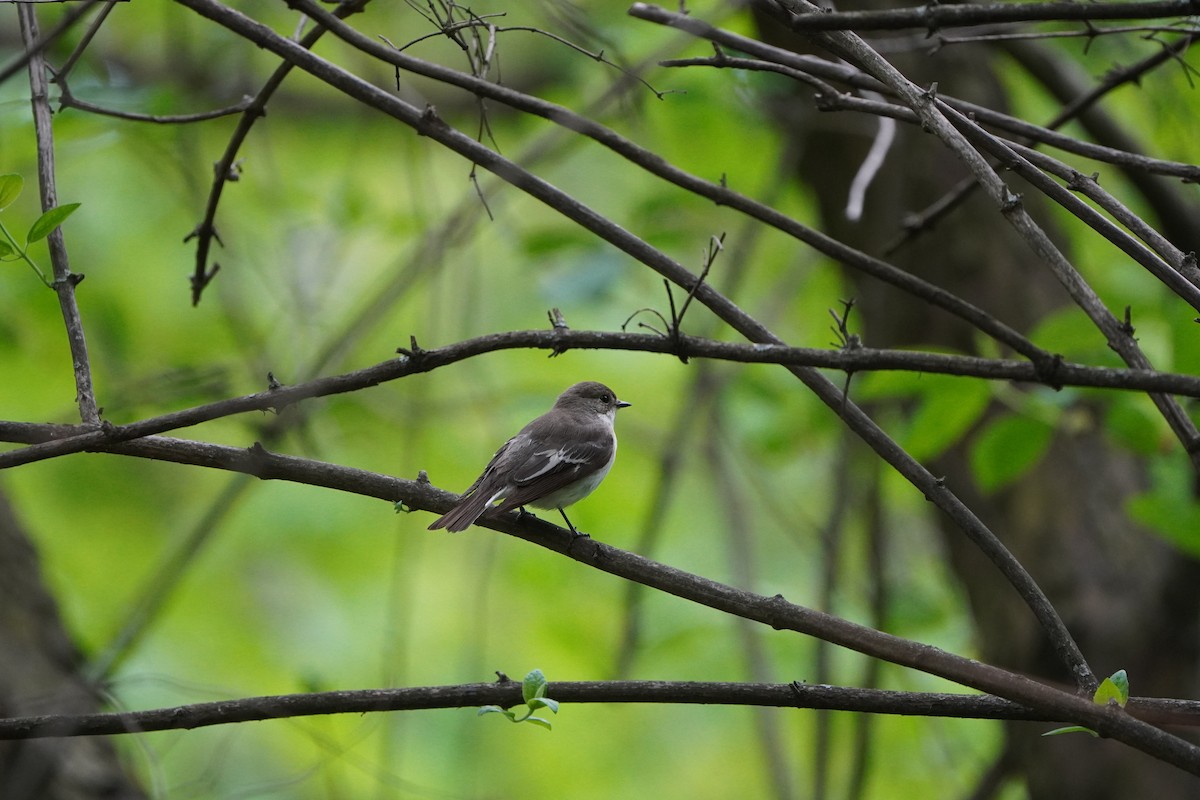 European Pied Flycatcher - Anna Guliaeva