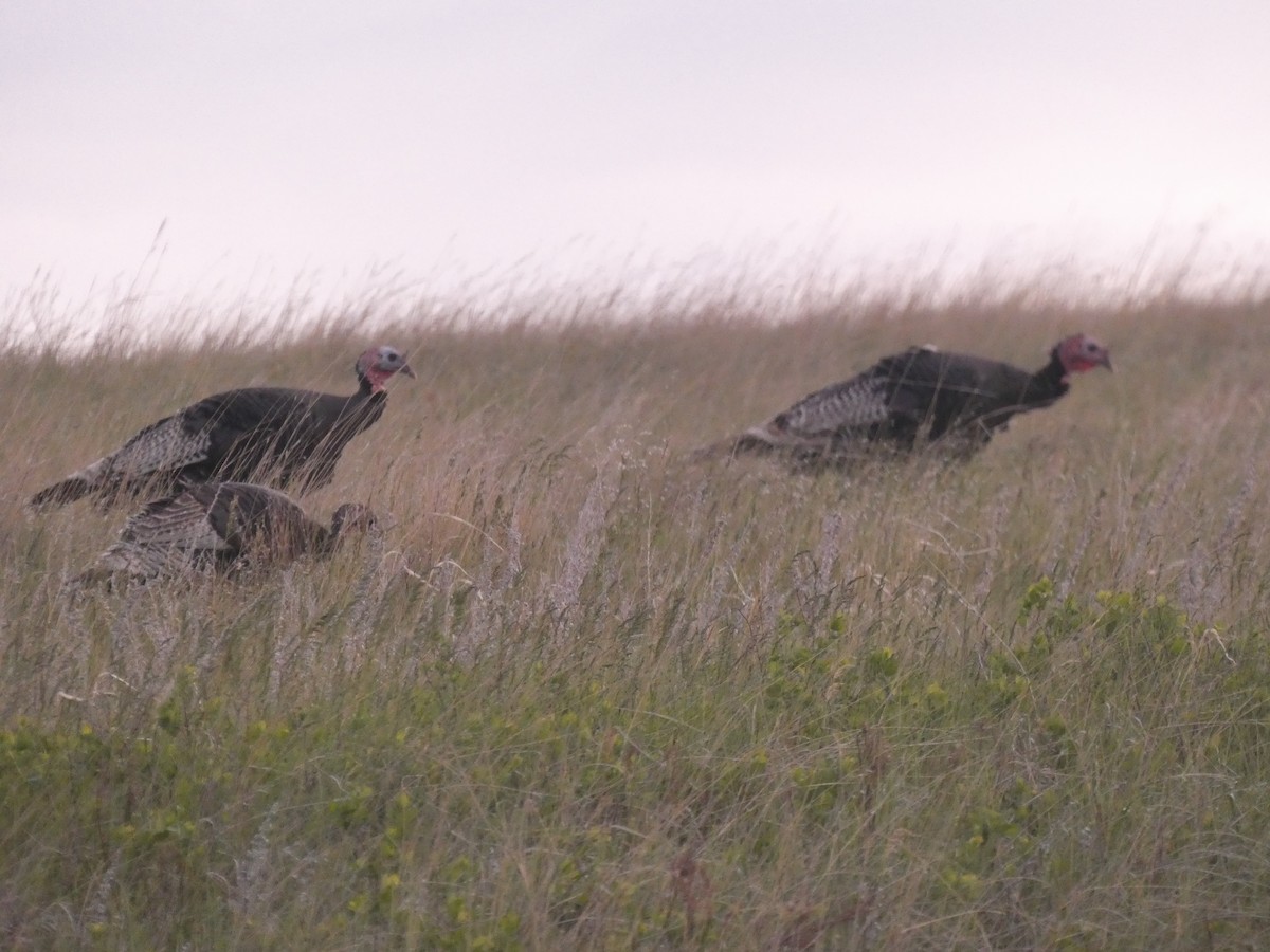 Wild Turkey - Wesley McGee