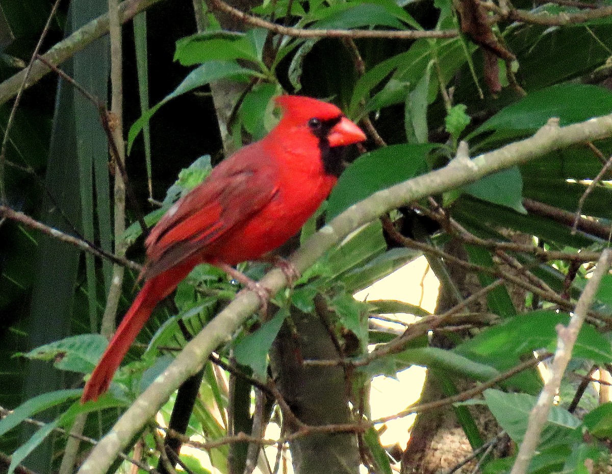 Northern Cardinal - Linda  Fell