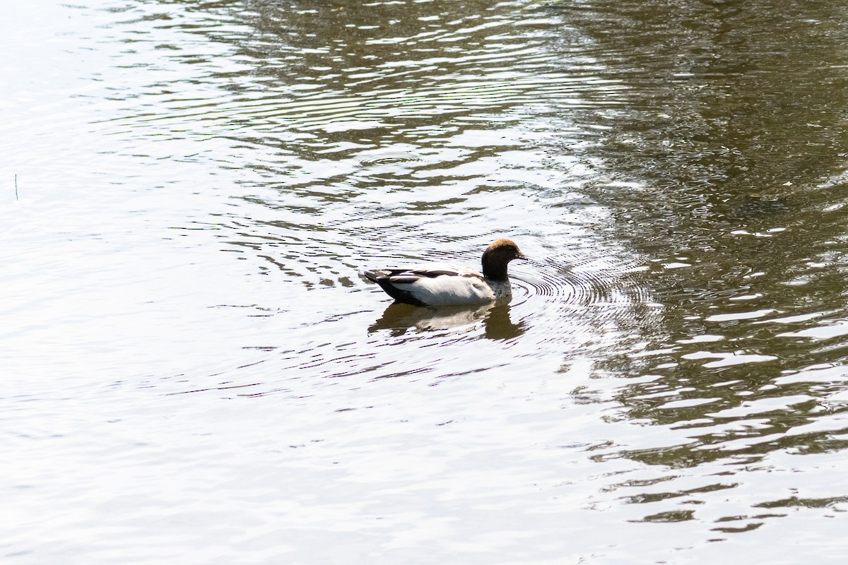 Maned Duck - Richard Littauer