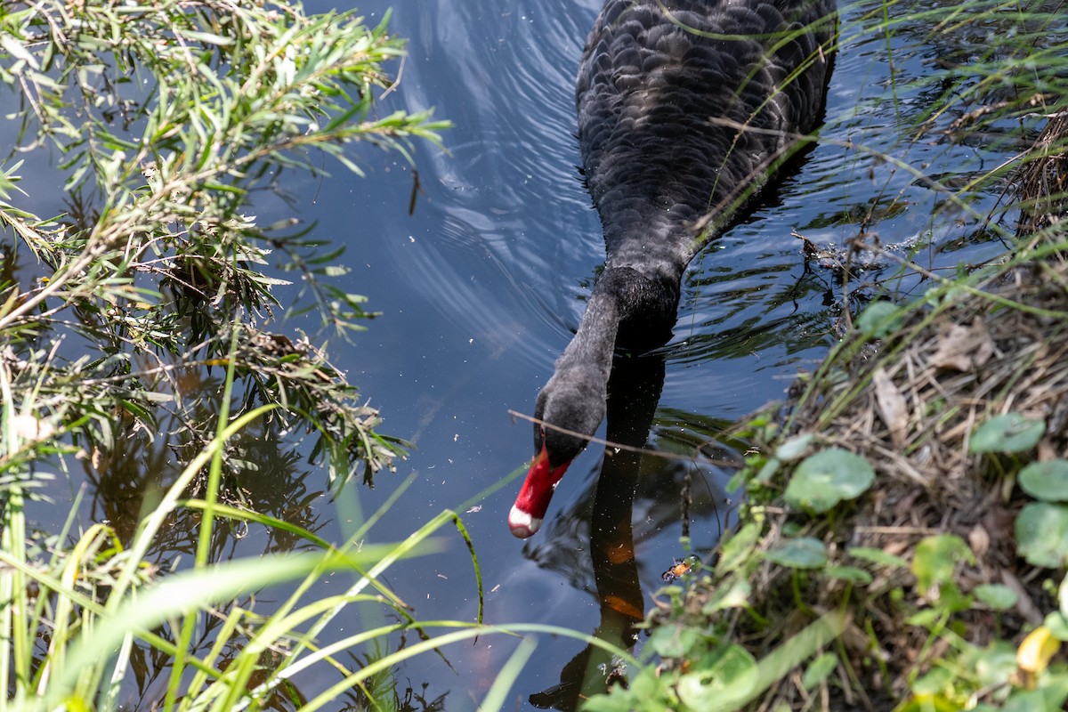 Black Swan - Richard Littauer