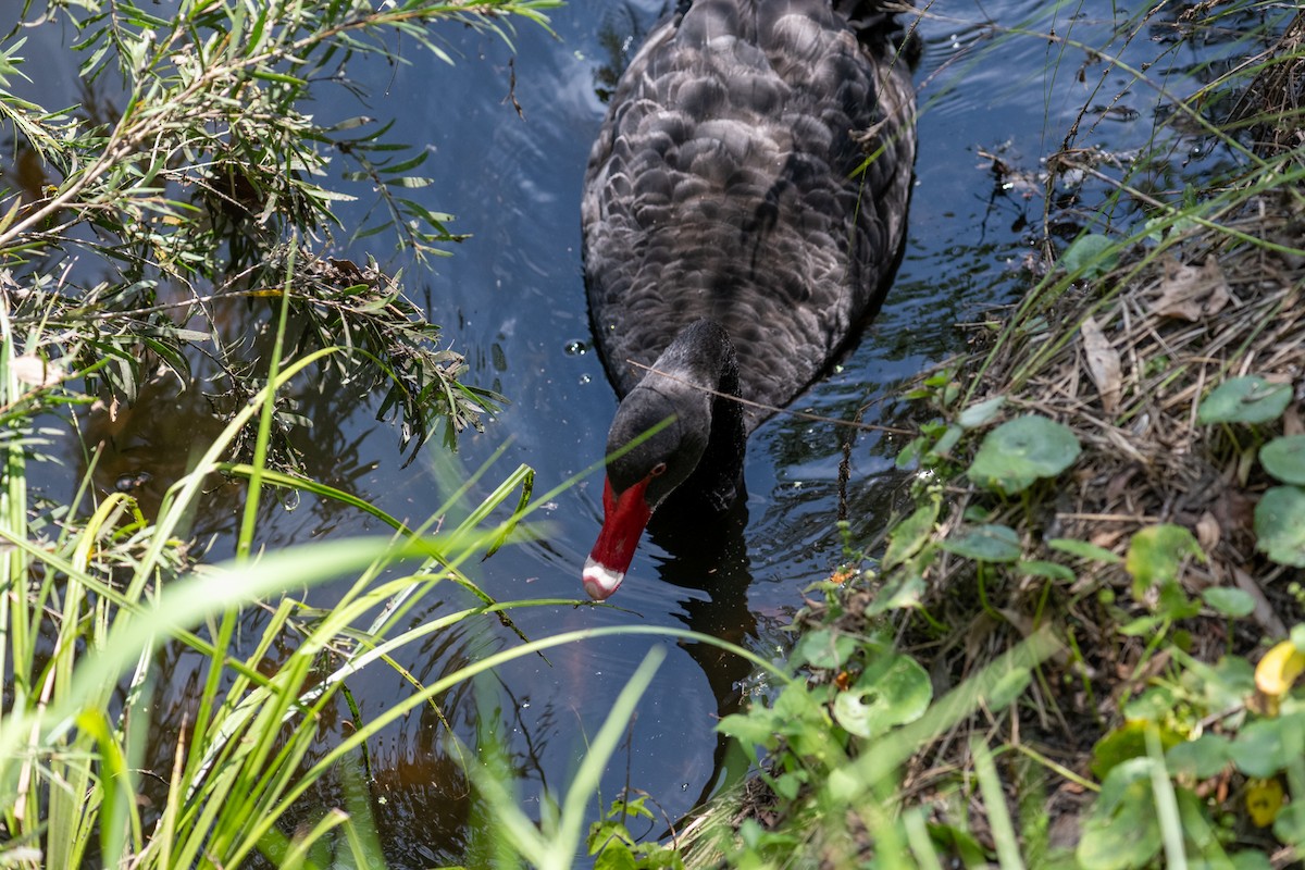 Black Swan - Richard Littauer