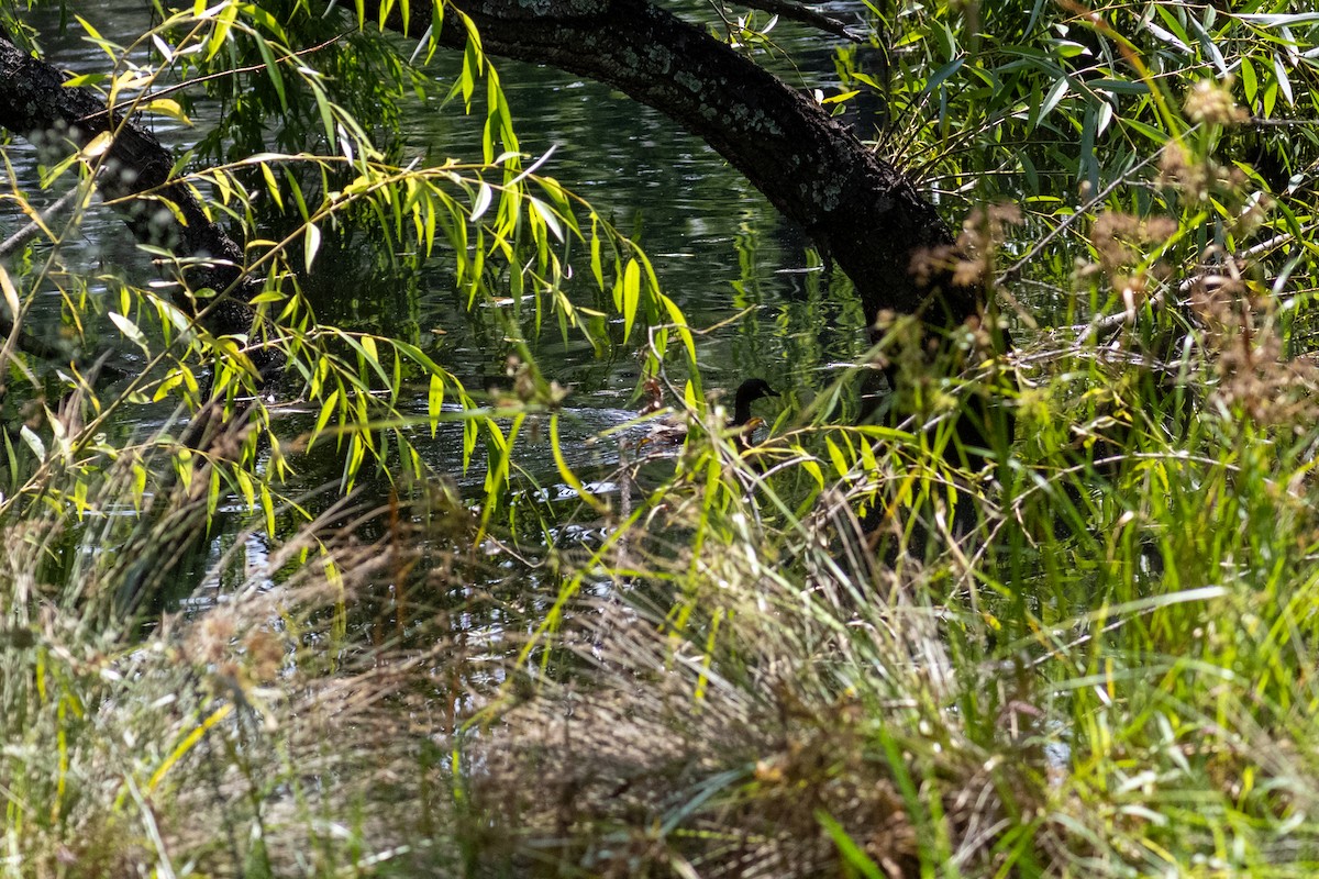 Australasian Grebe - Richard Littauer