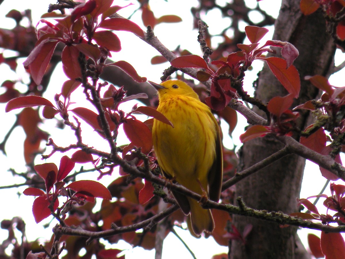 Paruline jaune - ML619353044