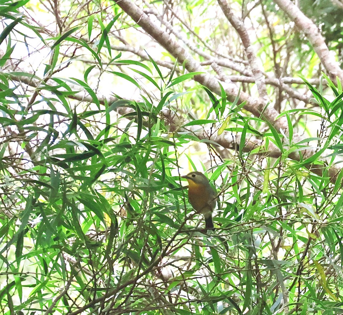 Red-billed Leiothrix - ML619353046