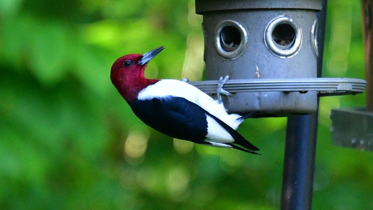 Red-headed Woodpecker - Carl Winstead