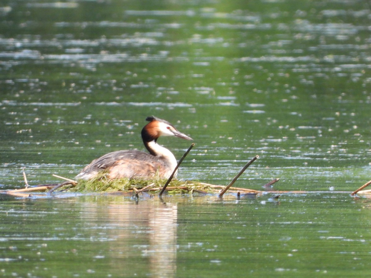 Great Crested Grebe - Monika Czupryna