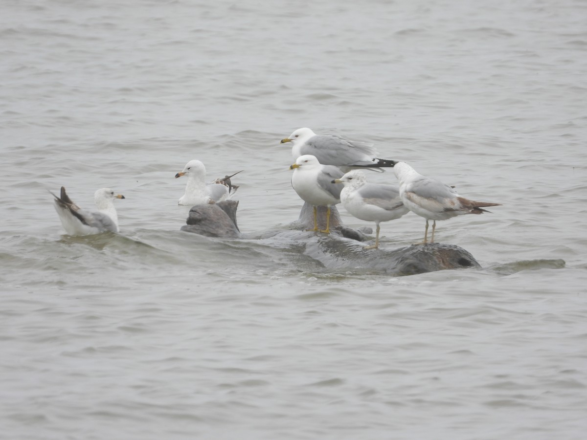 Ring-billed Gull - Mary Trombley