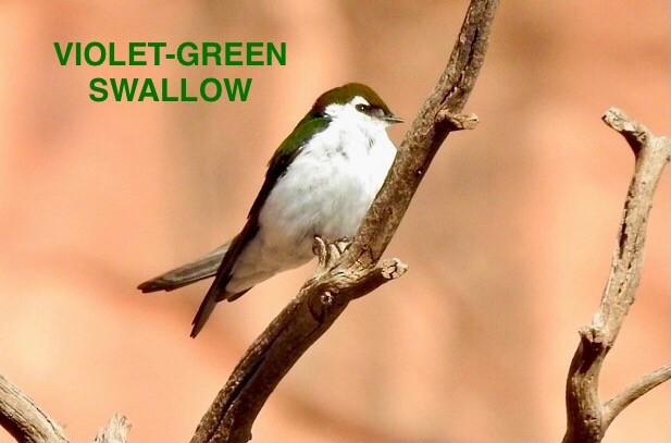 Violet-green Swallow - ML619353070