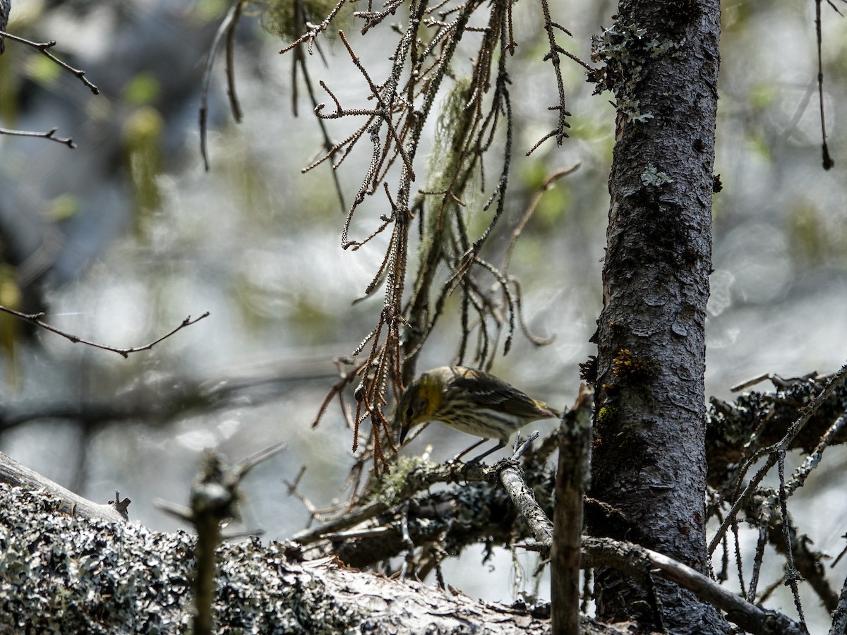 Cape May Warbler - Denisette Laf