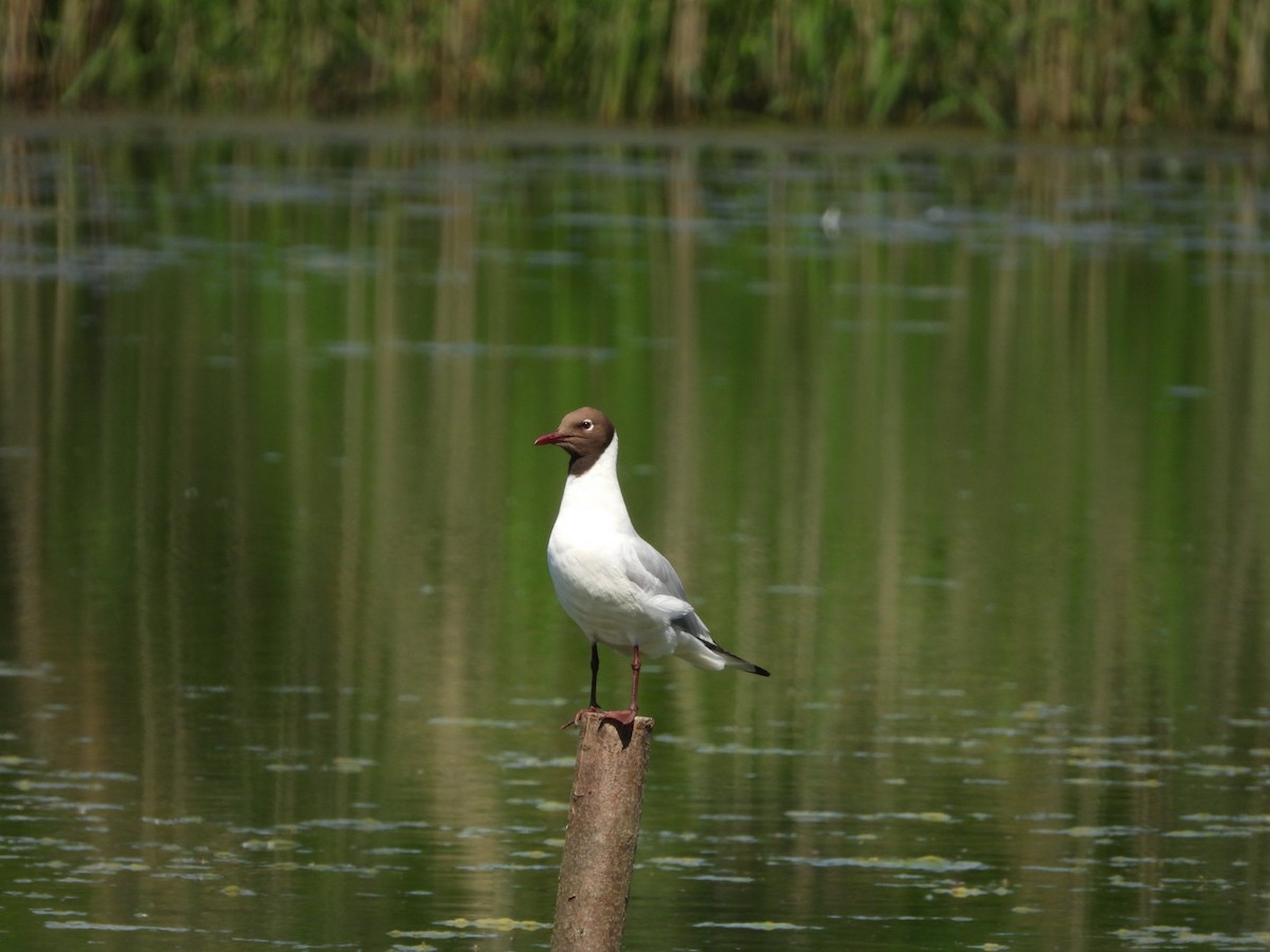 Black-headed Gull - Monika Czupryna