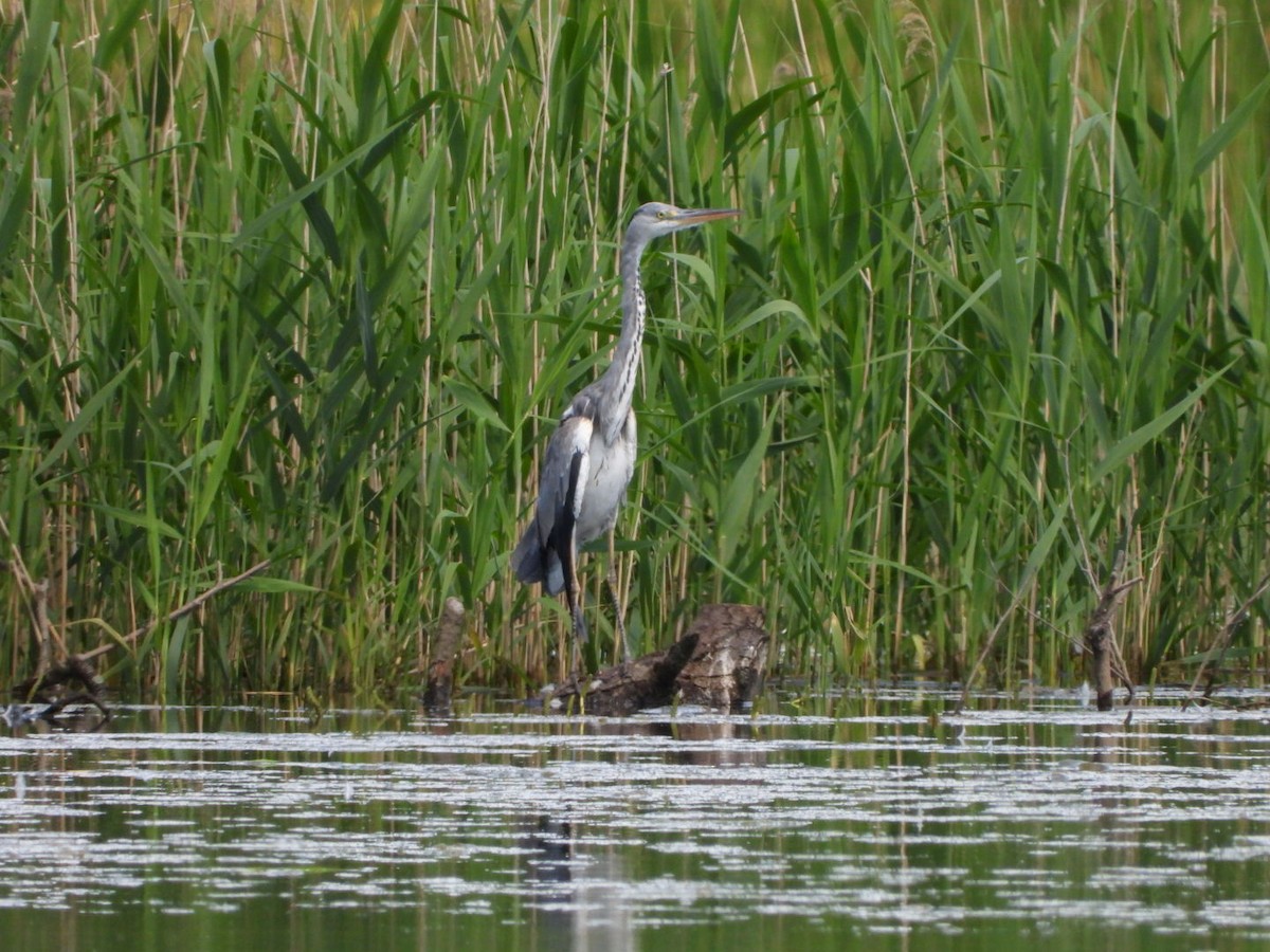 Gray Heron - Monika Czupryna