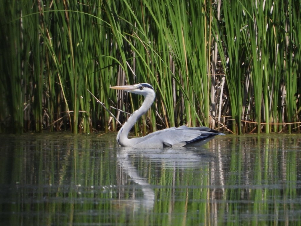 Gray Heron - Monika Czupryna