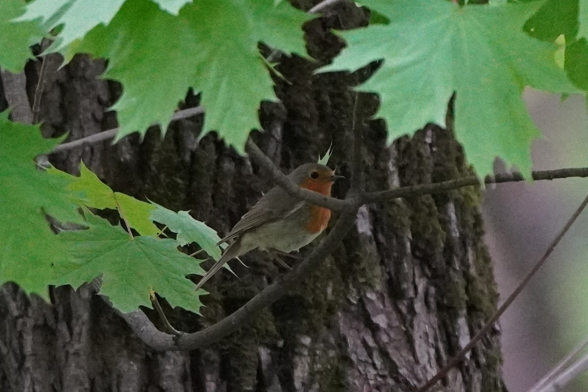 European Robin - ML619353093