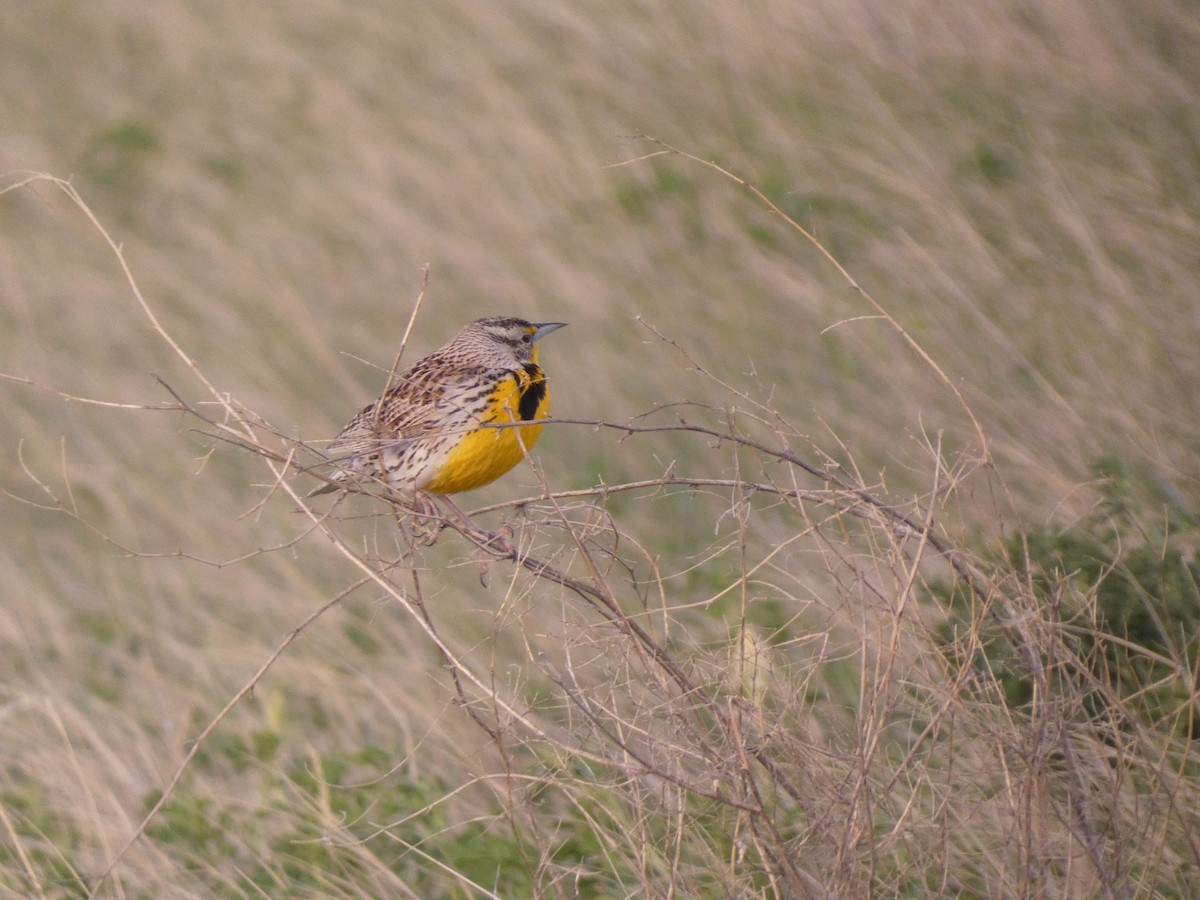 Western Meadowlark - Wesley McGee