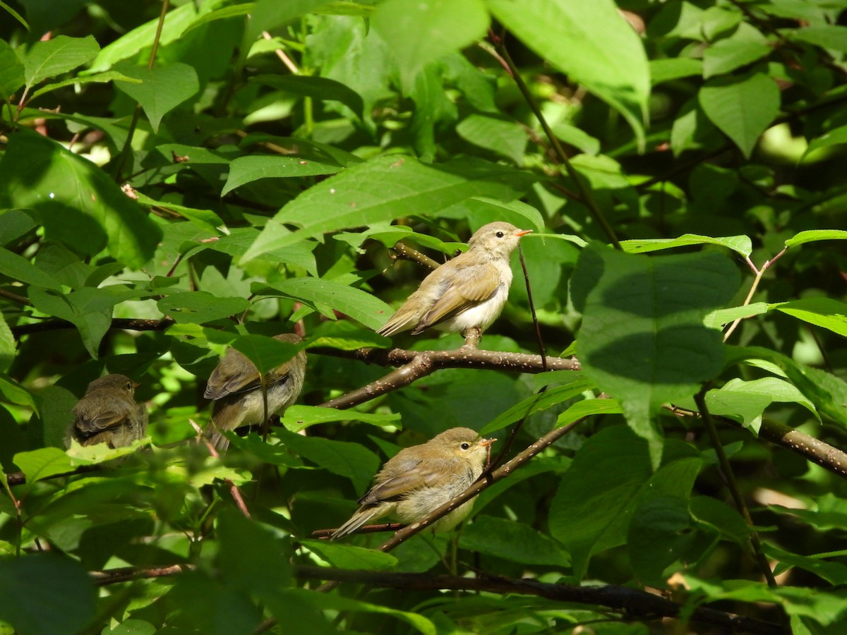 Common Chiffchaff - Monika Czupryna