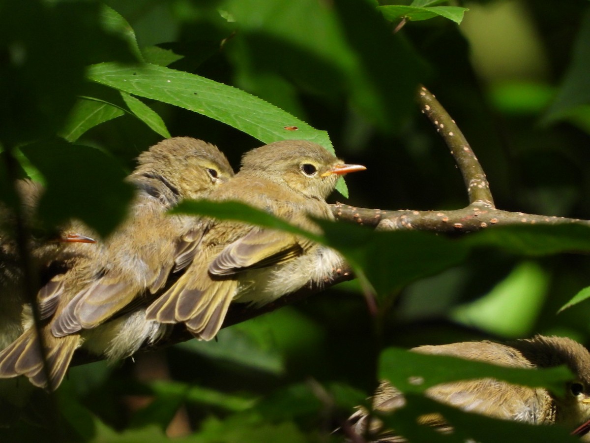 Common Chiffchaff - Monika Czupryna