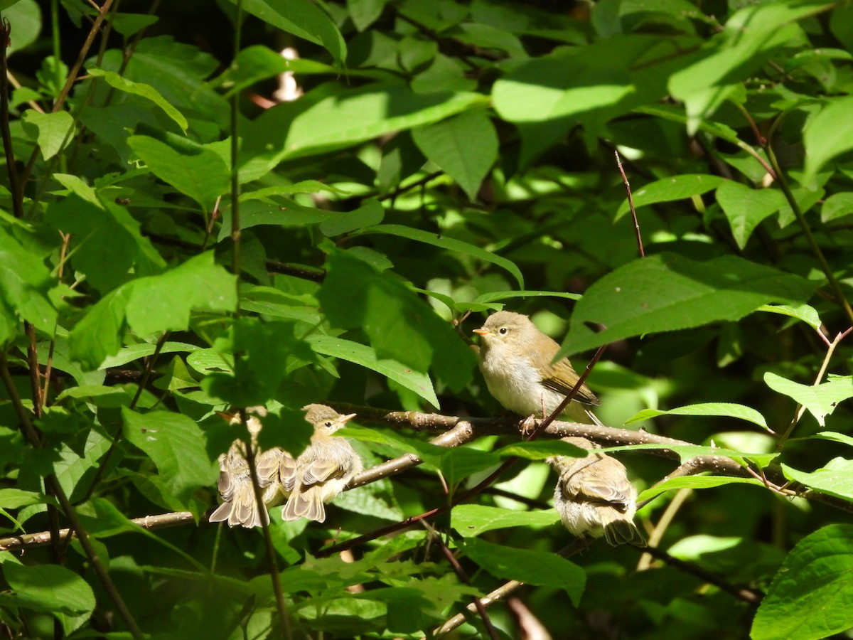 Common Chiffchaff - Monika Czupryna