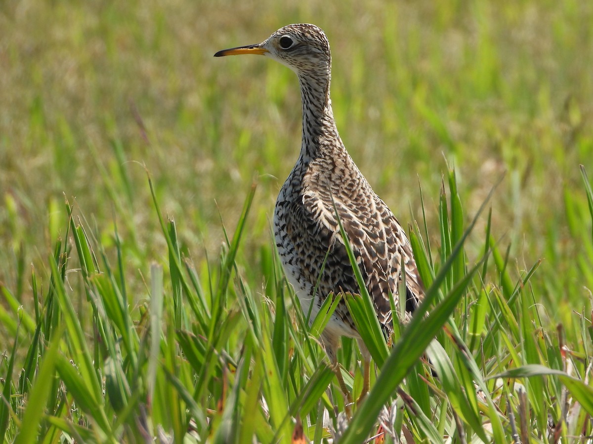 Upland Sandpiper - ML619353110