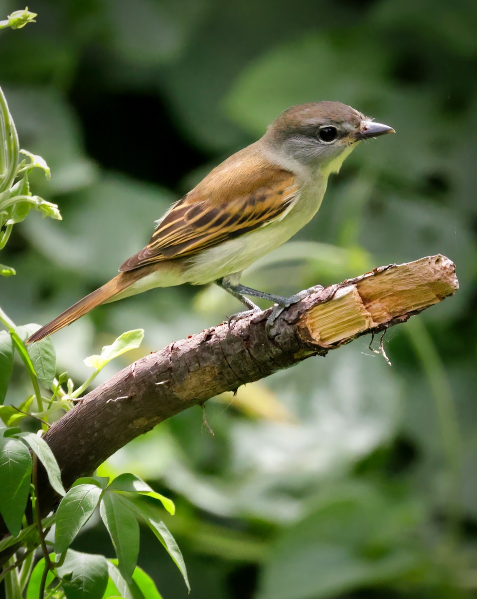White-winged Becard - Anonymous